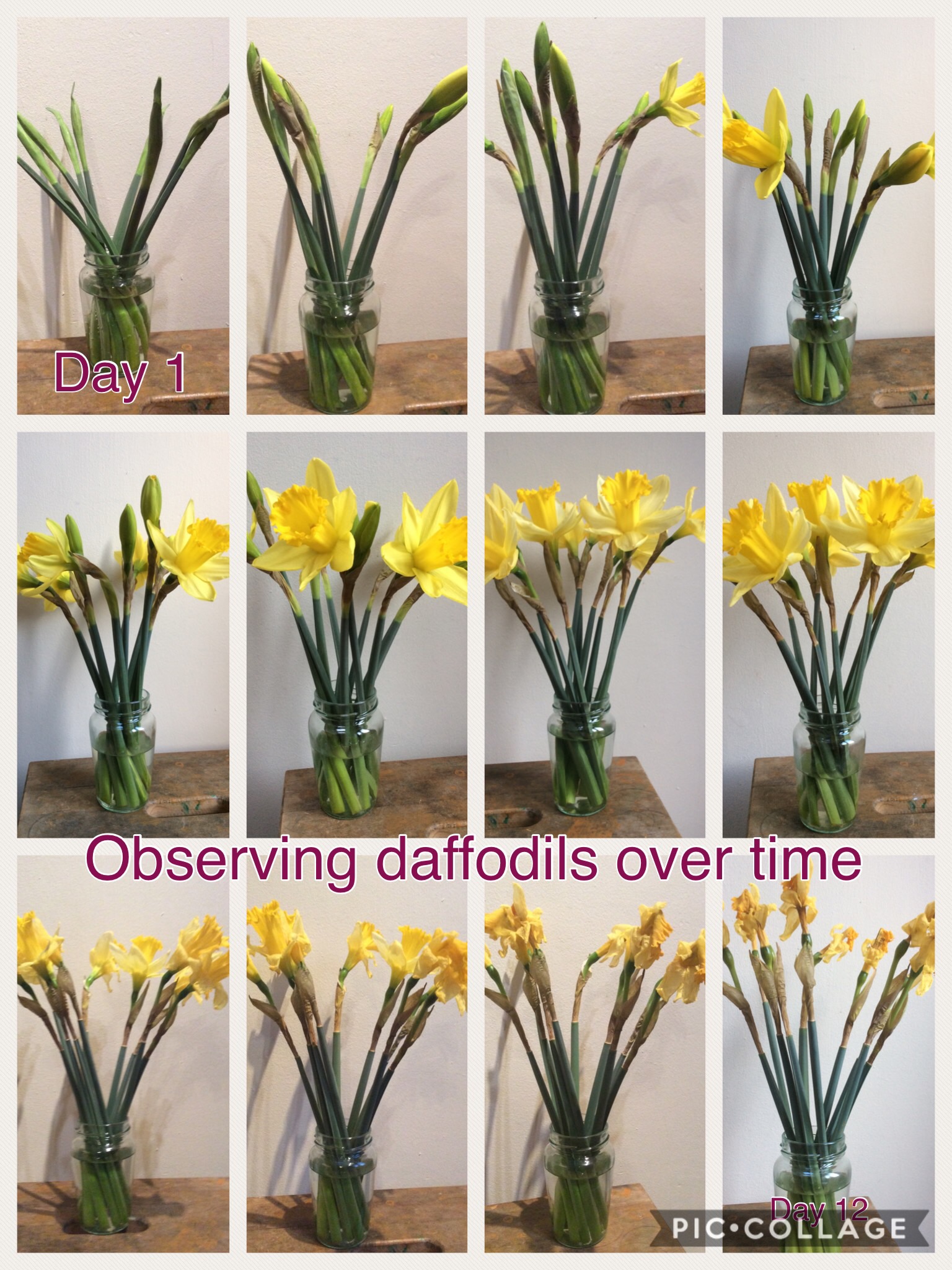 daffodils